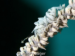 "Coral Shrimp" Raja Ampat, West Papua (50mm Macro lens, 1... by Henry Jager 